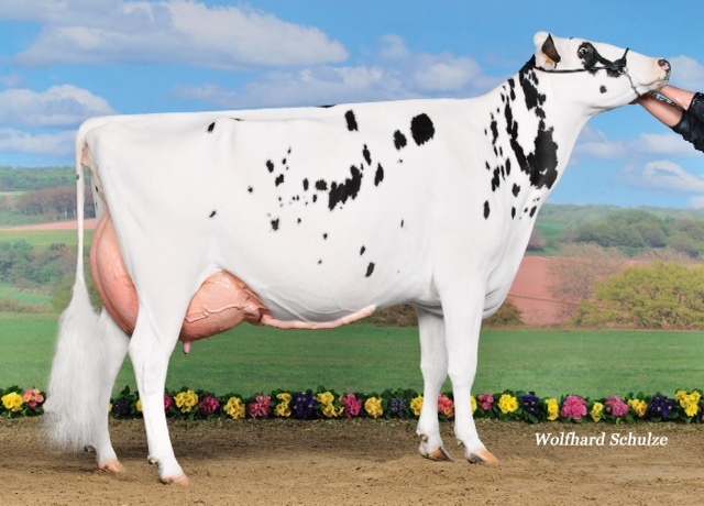 Fembryo`s x VG-87-2yr Goldwyn x 10gen EX