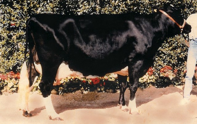 Fembryo`s x VG-87-2yr Goldwyn x 10gen EX