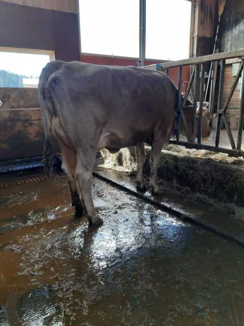 Verse en drachtige Brown Swiss vaarzen!