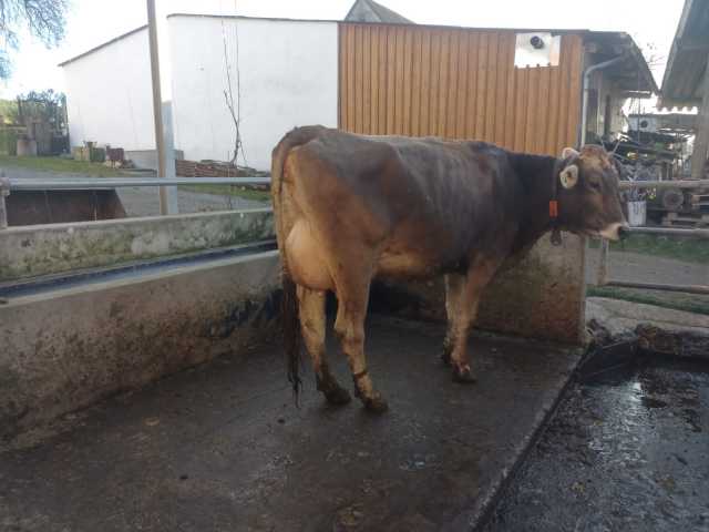 Verse en drachtige Brown Swiss vaarzen!