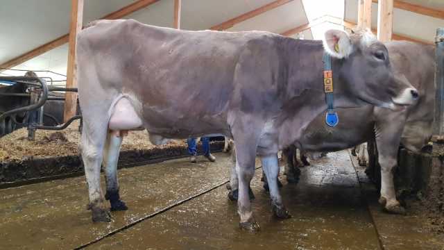 Verse en drachtige Brown Swiss vaarzen!