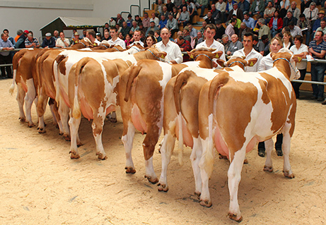 Fleckvieh vaarzen Miesbach