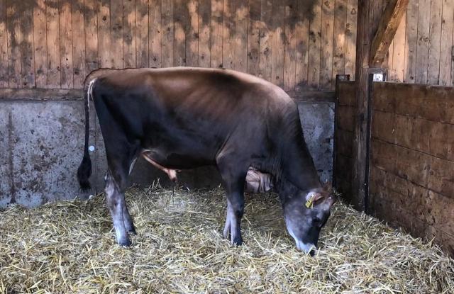 Jersey stier uit TOP koefamilie!