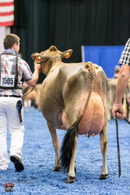 Jersey stier uit TOP koefamilie!