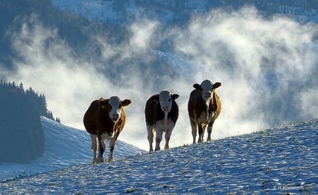 Fleckvieh Vaarzen Miesbach/Traunstein