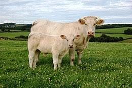 Limousin en Charolais runderen