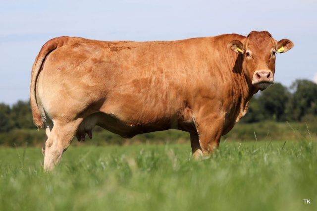 Limousin en Charolais runderen