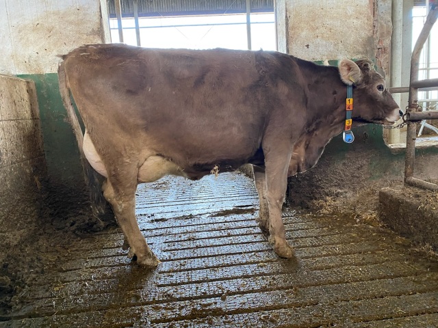 Brown Swiss vaarzen