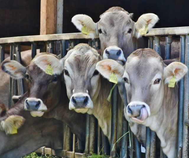 Brown Swiss vaarzen