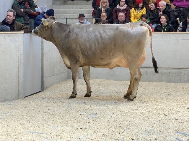 Vers afgekalfde Brown Swiss vaarzen!