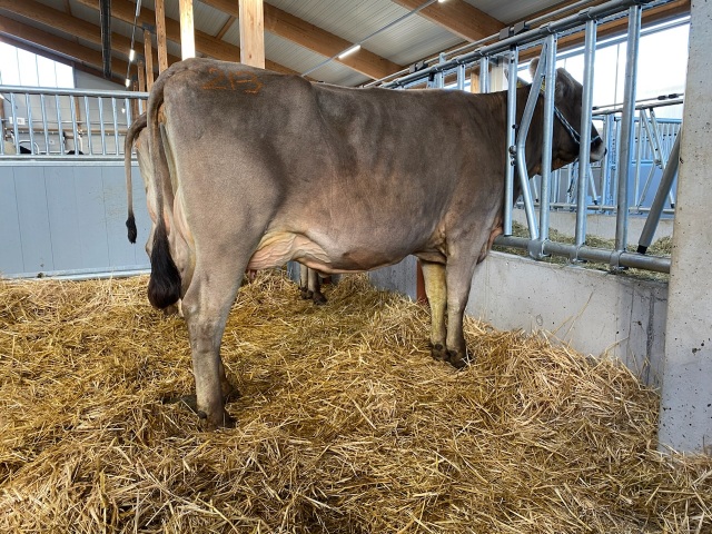 Vers afgekalfde Brown Swiss vaarzen!