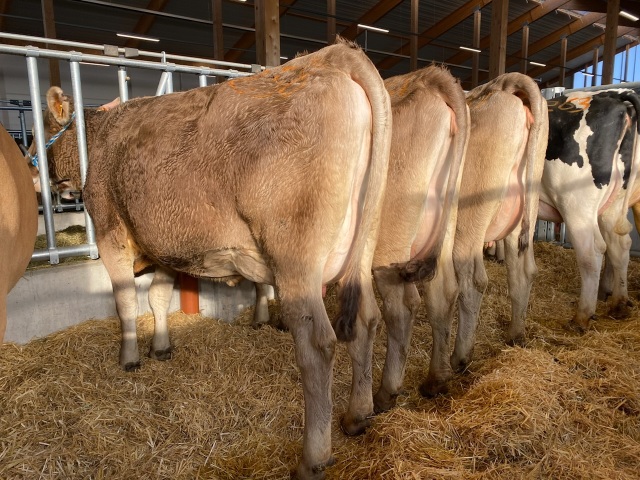 Vers afgekalfde Brown Swiss vaarzen!