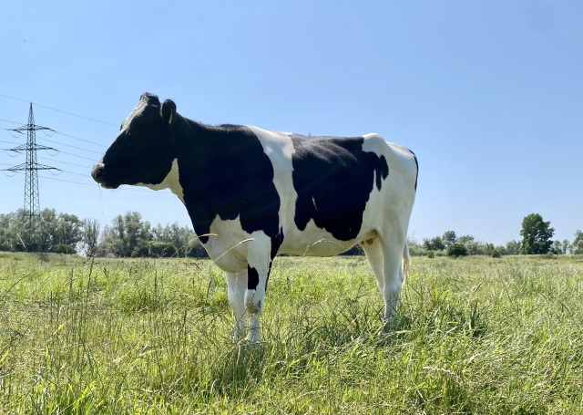 🐮14 Top Kwaliteit Vaarzen HF hoogdracht