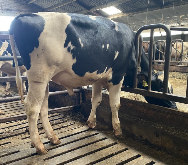 Dekstier uit de Rudy Missy EX-92 familie