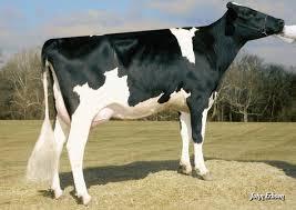 Dekstier uit de Rudy Missy EX-92 familie