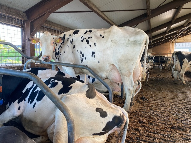 Goed bewaarde koe met ca50kg🥛