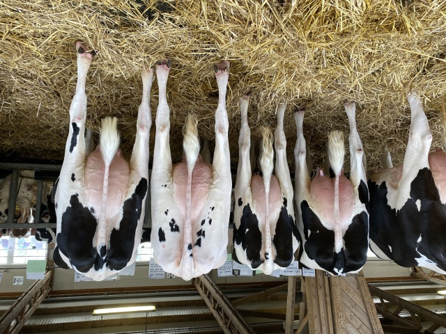 Vers afgekalfde vaarzen, koeien, stieren