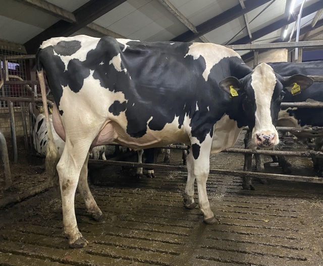 Vers gekalfde vaars met schoonheidsfoutj