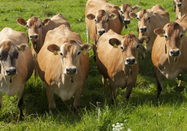 koppel hoogdragende jersey vaarzen