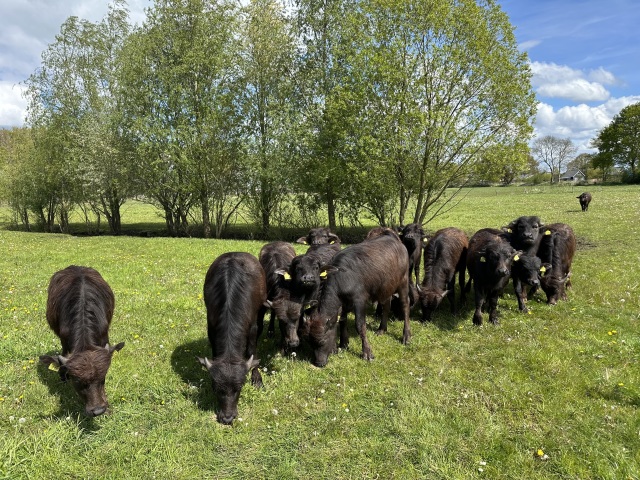 Waterbuffels Fokvee. Drachtig en dekrijp