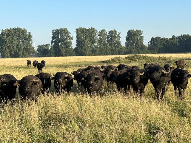 Waterbuffels Fokvee. Drachtig en dekrijp