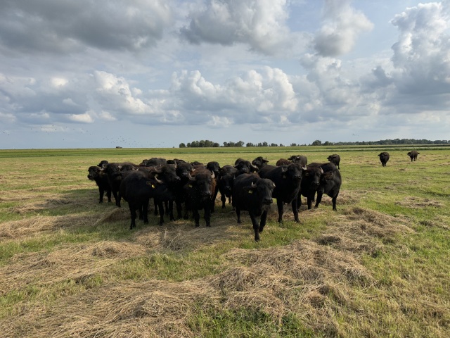 Waterbuffels Fokvee. Drachtig en dekrijp