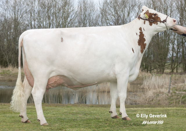 te koop melkoeien, melkvaarzen, stier,