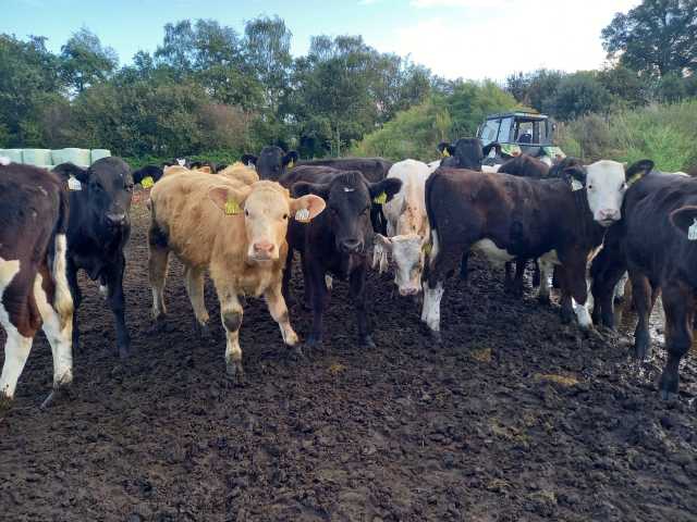 Te koop: Koppel kruisling stier kalveren