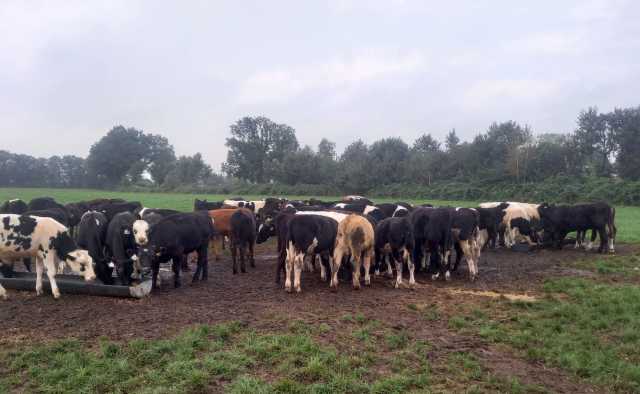 Te koop: Koppel kruisling stier kalveren