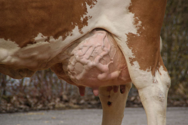 Verse Fleckviehvaarzen uit Traunstein