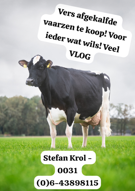 Vers afgekalfde vaarzen! Veel VLOG!