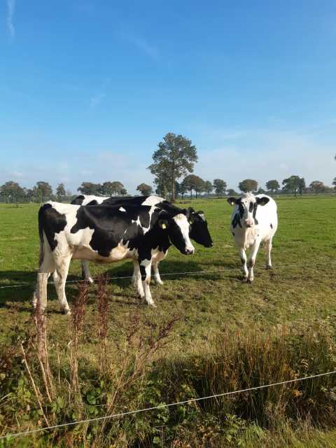 Te koop langdrachtige zwartbonte vaarzen