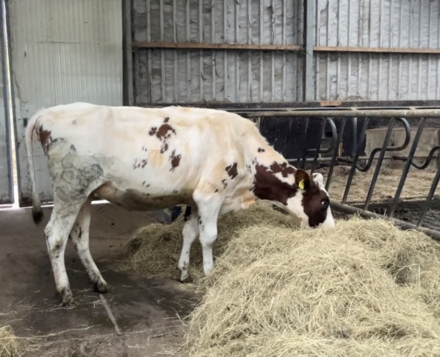 2 mooie Holstein Frisian vaarzen