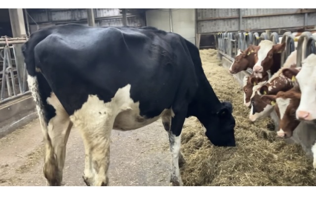 2 mooie Holstein Frisian vaarzen