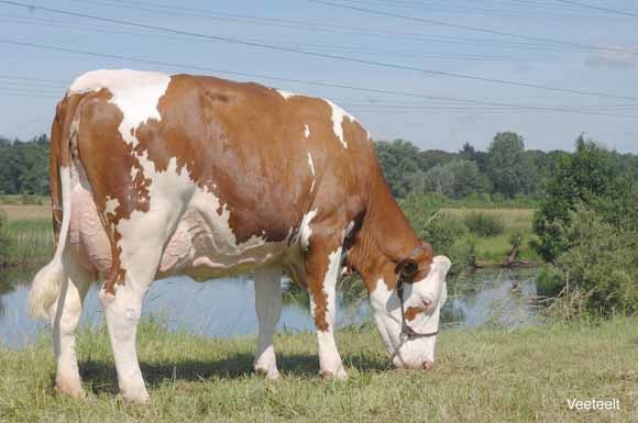 Fleckviehvaarzen aan de melk