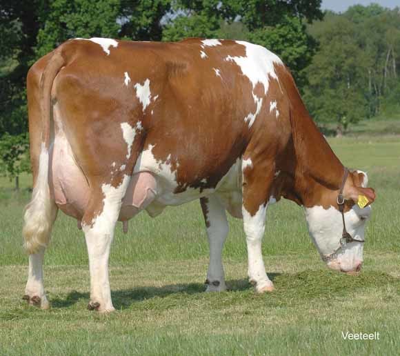 Fleckviehvaarzen aan de melk