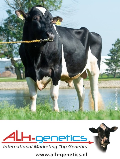 Beste DEKSTIER, top pedigree s !