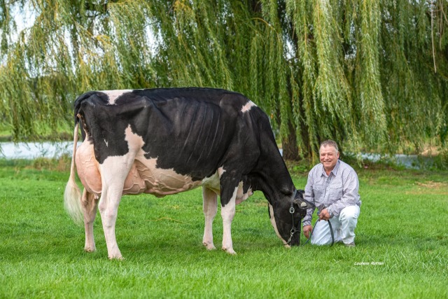 De beste productie en exterieur koeien !