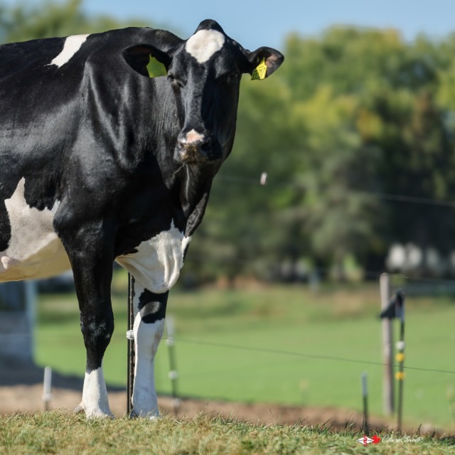 De beste en mooiste productie koeien