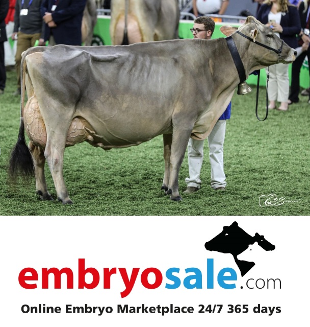 De beste Brown Swiss