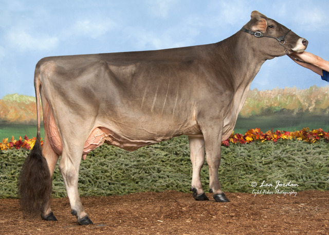 De beste Brown Swiss