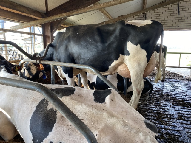 Stierkalf uit de familie van Bonatus