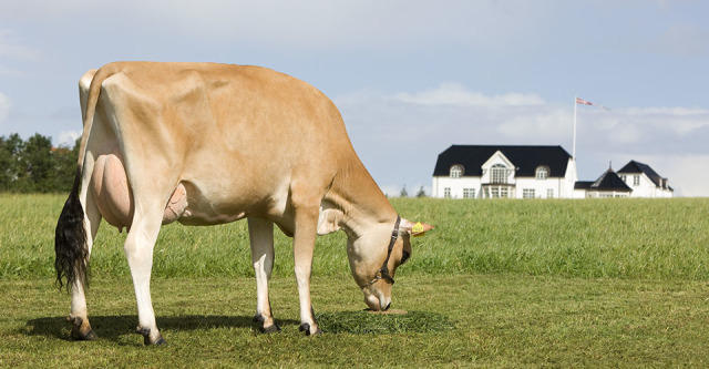 langdrachtige Jersey vaarzen