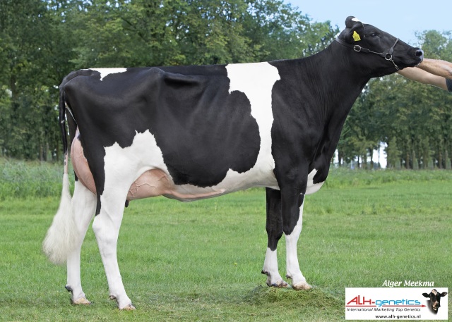 5 beste hoogdrachtige Holstein vaarzen