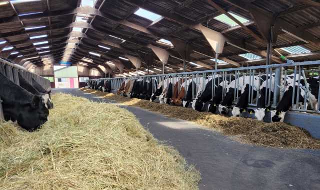 5 beste hoogdrachtige Holstein vaarzen