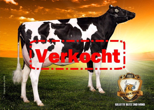 Stierkalf uit de Goldwyn familie! 3.75%