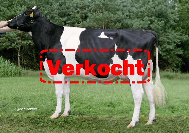 Stierkalf uit de Goldwyn familie! 3.75%