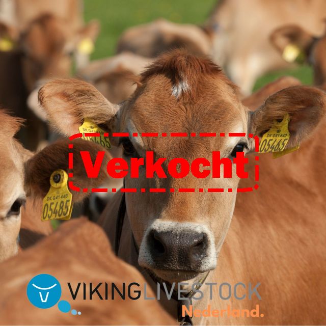 Verse Jersey Vaarzen