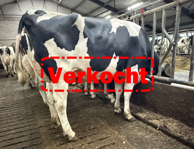 Verse NL vaars 37kg, wei, hoogste status