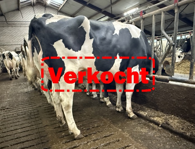 Verse NL vaars 37kg, wei, hoogste status